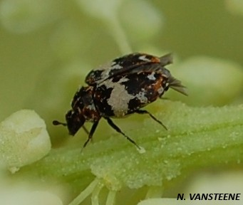 Anthrenus pimpinellae